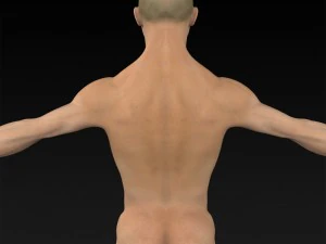 game ready muscular human 3D Model