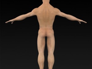game ready muscular human 3D Model