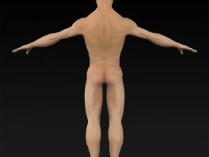 game ready muscular human 3D Model