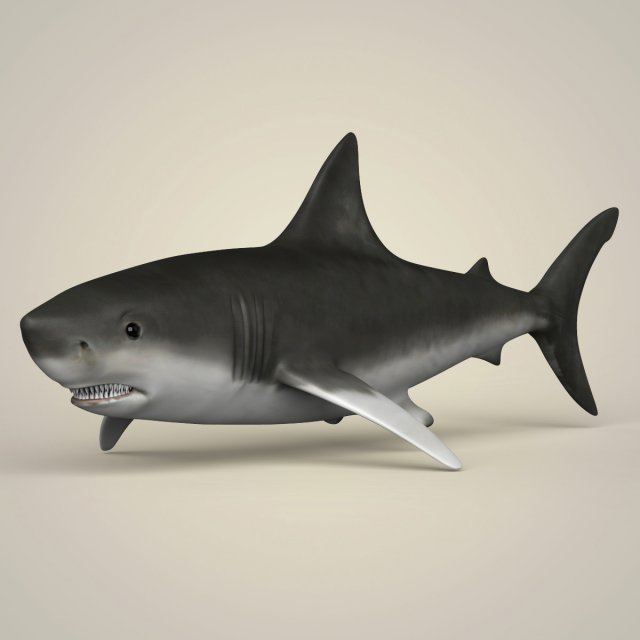 game ready realistic shark 3Dモデル .c4d .max .obj .3ds .fbx .stl .blend 