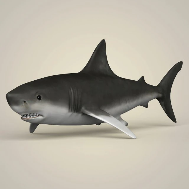 game ready realistic shark 3D Model .c4d .max .obj .3ds .fbx .stl .blend 