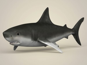 game ready realistic shark 3D Model