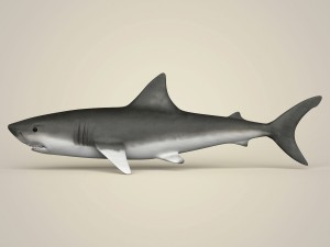 game ready realistic shark 3Dモデル