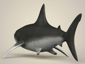 game ready realistic shark 3Dモデル