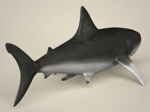 game ready realistic shark 3Dモデル