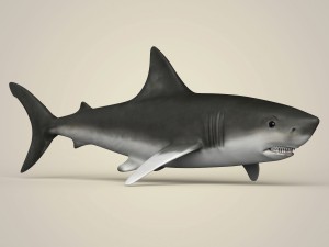 game ready realistic shark 3Dモデル
