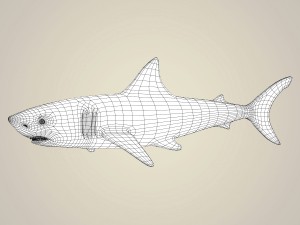 game ready realistic shark 3Dモデル