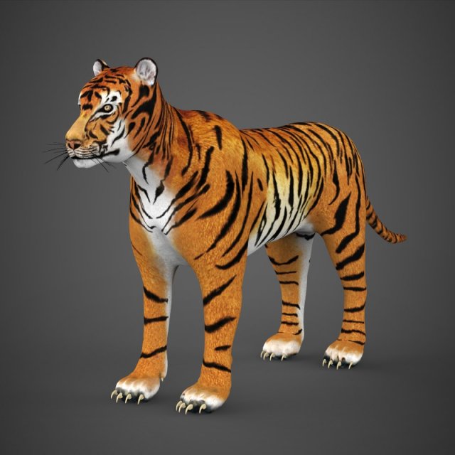 realistic tiger 3D Model .c4d .max .obj .3ds .fbx .stl .blend 