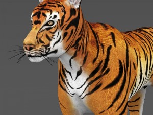 realistic tiger 3D Model