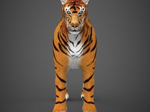 realistic tiger 3D Model