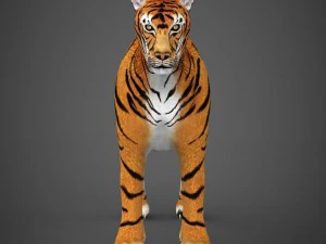 realistic tiger 3D Model