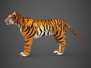 realistic tiger 3D Model
