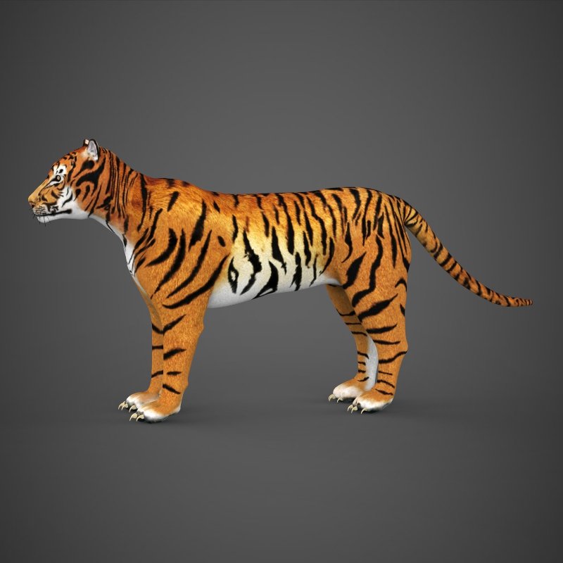 Realistic Tiger 3D Model in Wildlife 3DExport