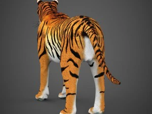 realistic tiger 3D Model