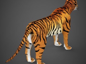 realistic tiger 3D Model