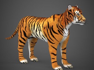 realistic tiger 3D Model