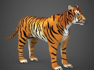 realistic tiger 3D Model