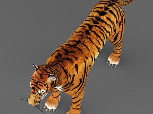 realistic tiger 3D Model