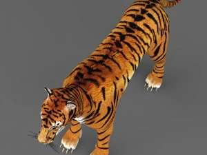 realistic tiger 3D Model