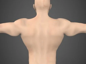 game ready muscular male 3D Model