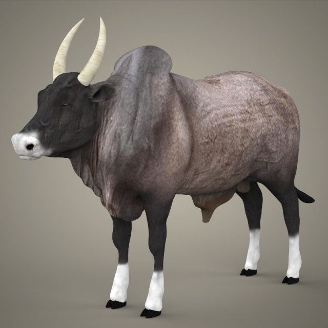 game ready realistic ox 3D Model .c4d .max .obj .3ds .fbx .stl .blend 