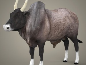 game ready realistic ox 3D Model