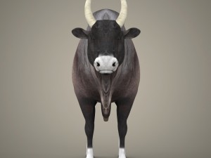 game ready realistic ox 3D Model