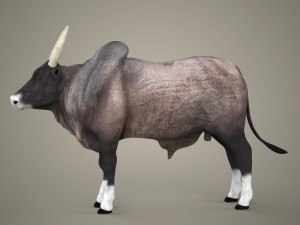 game ready realistic ox 3D Model