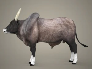 bue realistico pronto per il gioco Modello 3D