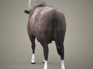 game ready realistic ox 3D Model