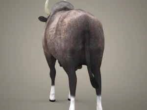 bue realistico pronto per il gioco Modello 3D