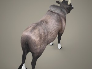 game ready realistic ox 3D Model