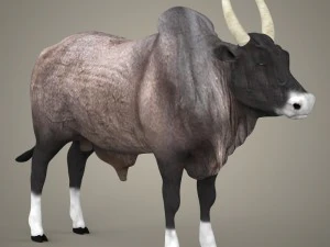 bue realistico pronto per il gioco Modello 3D
