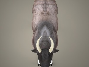 game ready realistic ox 3D Model