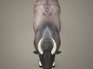 bue realistico pronto per il gioco Modello 3D