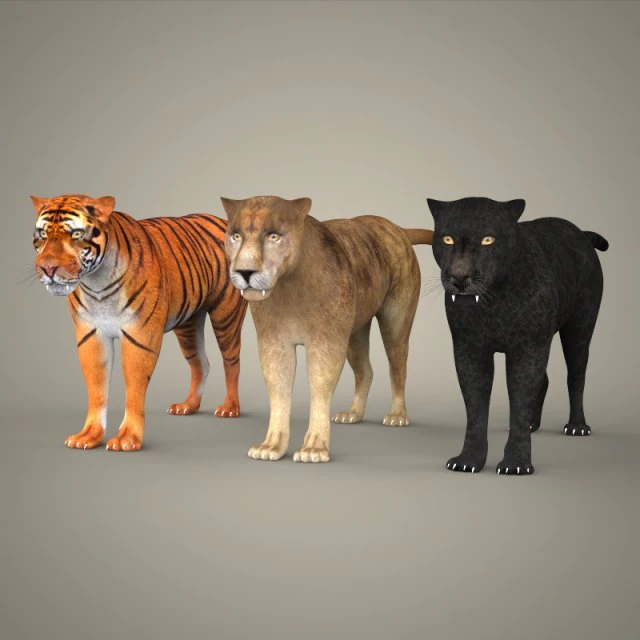 coleção tigre leão leopardo preto Modelo 3D .c4d .max .obj .3ds .fbx .stl .blend