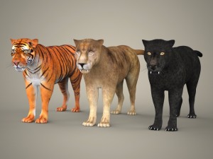 tiger lion black leopard collection 3D Model