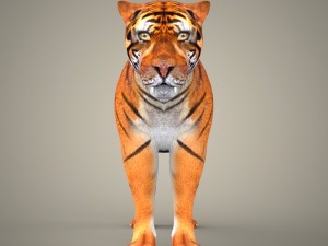 tiger lion black leopard collection 3D Model