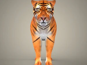 cole&ccedil;&atilde;o tigre le&atilde;o leopardo preto Modelo 3D