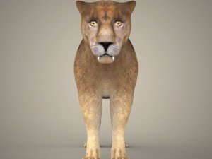 tiger lion black leopard collection 3D Model