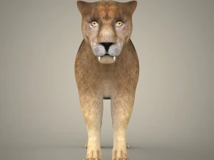 cole&ccedil;&atilde;o tigre le&atilde;o leopardo preto Modelo 3D