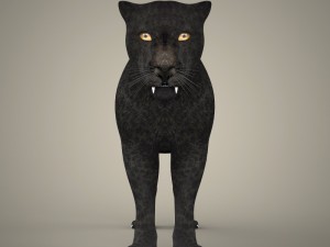 tiger lion black leopard collection 3D Model
