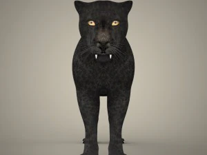 cole&ccedil;&atilde;o tigre le&atilde;o leopardo preto Modelo 3D