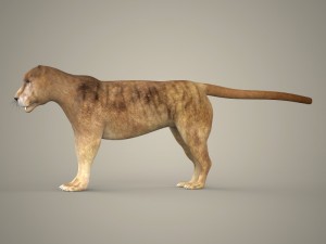 tiger lion black leopard collection 3D Model