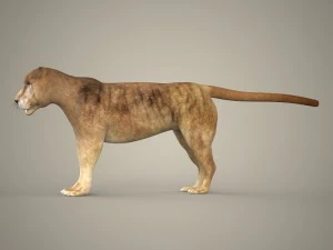 cole&ccedil;&atilde;o tigre le&atilde;o leopardo preto Modelo 3D