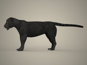 tiger lion black leopard collection 3D Model