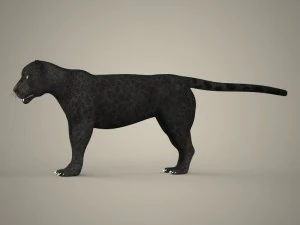 cole&ccedil;&atilde;o tigre le&atilde;o leopardo preto Modelo 3D