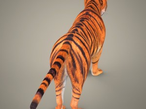 tiger lion black leopard collection 3D Model