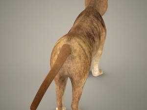 tiger lion black leopard collection 3D Model