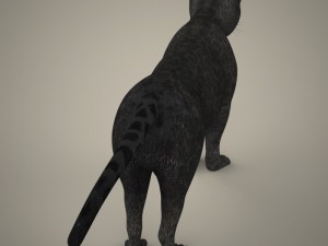 tiger lion black leopard collection 3D Model